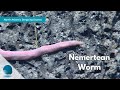 North Atlantic Stepping Stones: Nemertean Worm