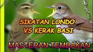 SIKATAN LONDO VS KERAK BASI FULL TEMBAKAN |birds singing| |birds training|