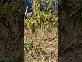 Ganja Magic Valley S Malana ЁЯШН Shorts Youtubeshorts Ganja Magic Valley S Malana ЁЯШН Shorts Youtubeshorts