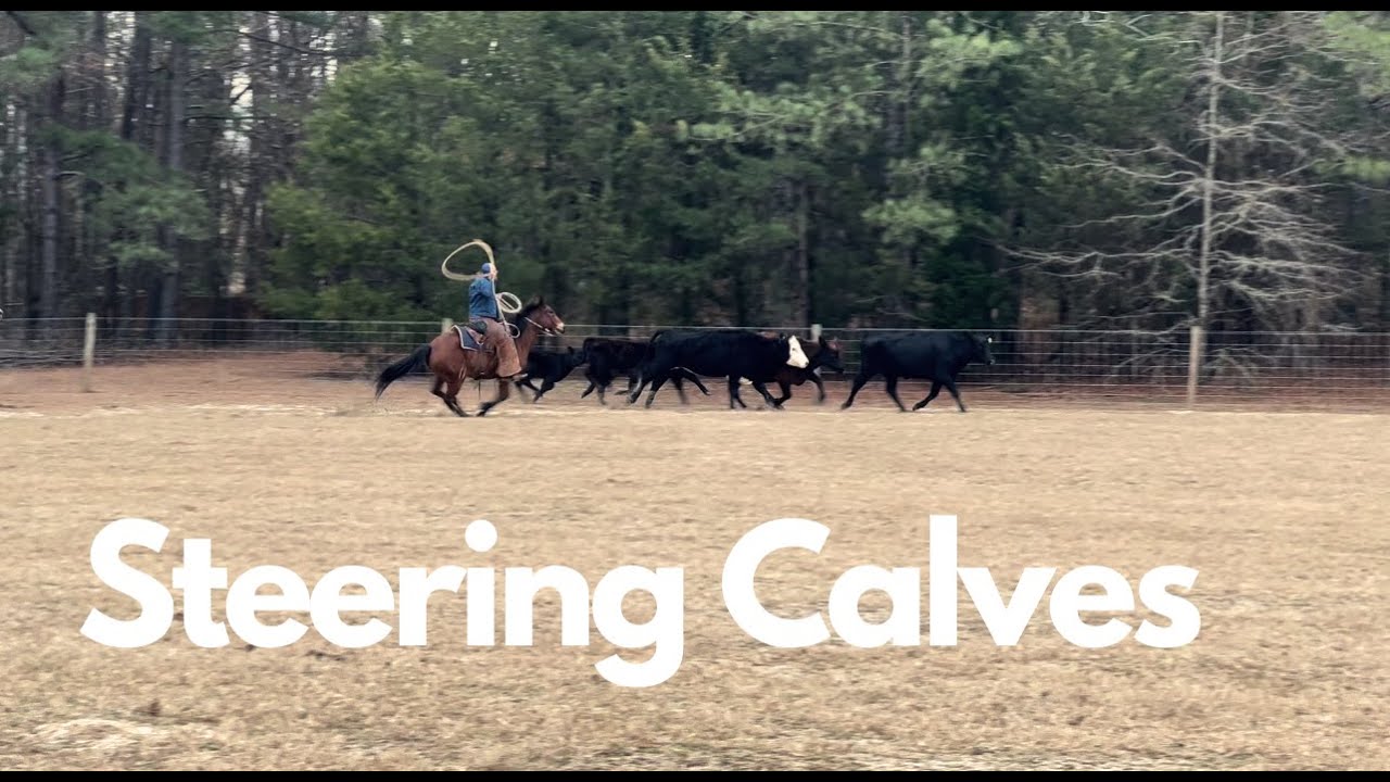 How We Castrate Calves Of All Sizes FARM VLOG 1 8 23 YouTube how-we-castrate-calves-of-all-sizes-farm-vlog-1-8-23-youtube