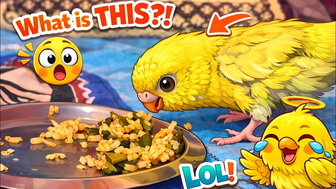 Cute Budgie Food Adventure 🐤🐣🍽️