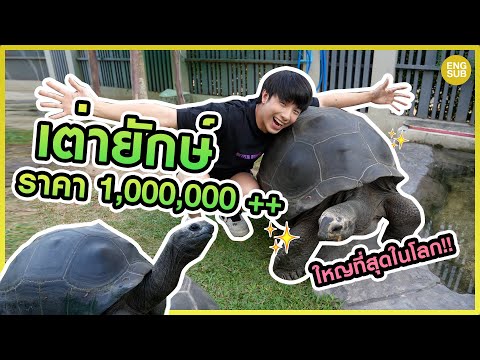 "เต่ายักษ์"ใหญ่ที่สุดในโลก!! ราคา1,000,000+ ใหญ่กว่าคน!! | KAYAVINE