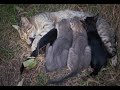 How to Care for a Stray Cat and her Kittens How to Care for a Stray Cat and her Kittens