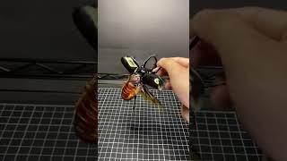Top gun : Chalcosoma chiron kirbyi
