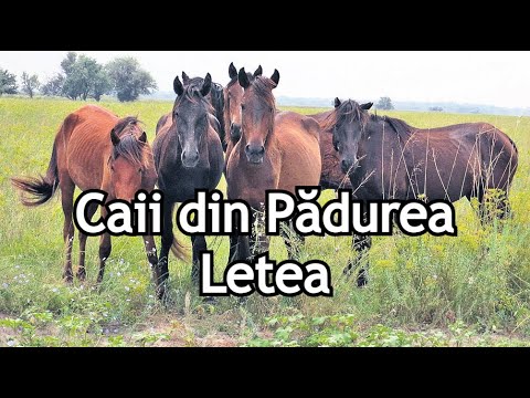 Caii sălbăticiți din Letea - Excursie în Delta Dunării (www.sufletdemustang.com)