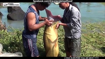 cận cảnh bắt cá khủng ở hồ thủy điện Trị An