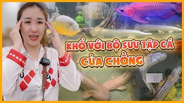 Khổ với bộ sưu tập cá "khủng" của chồng: huyết rồng, cá sấu bạch tạng, cá lóc hoàng đế,...