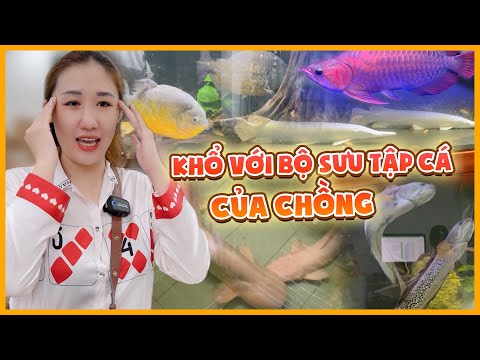 Video: Pet Scoop: Bộ sưu tập cá sấu ở châu Phi của Trung Quốc 50 tên Gorilla được đặt tên đặc biệt, giải cứu sư tử biển