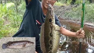 Download Lagu UMPAN PALING JITU UNTUK MANCING IKAN BUJUK/RUNTU MP3