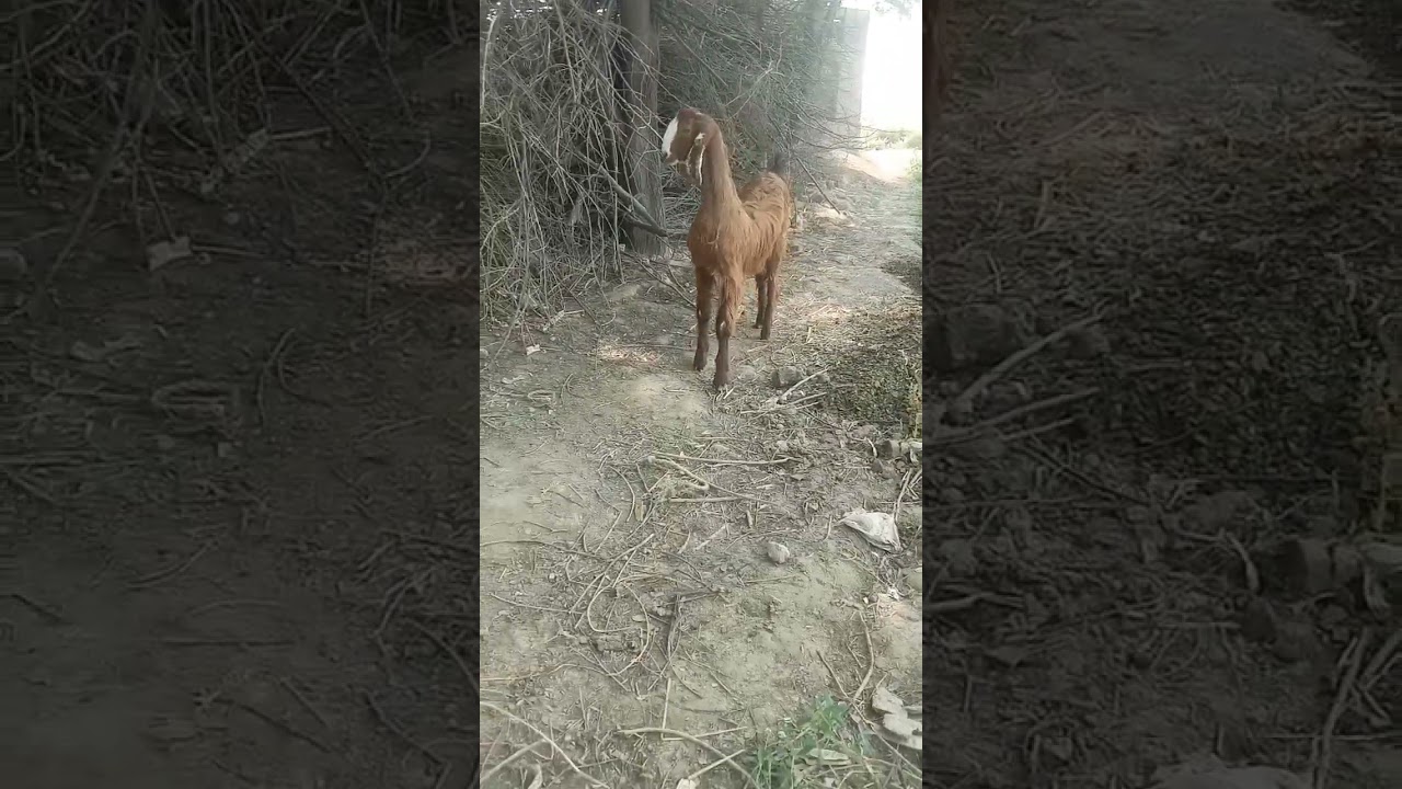 #@Worlds Biggest Unique Nachi Goats 