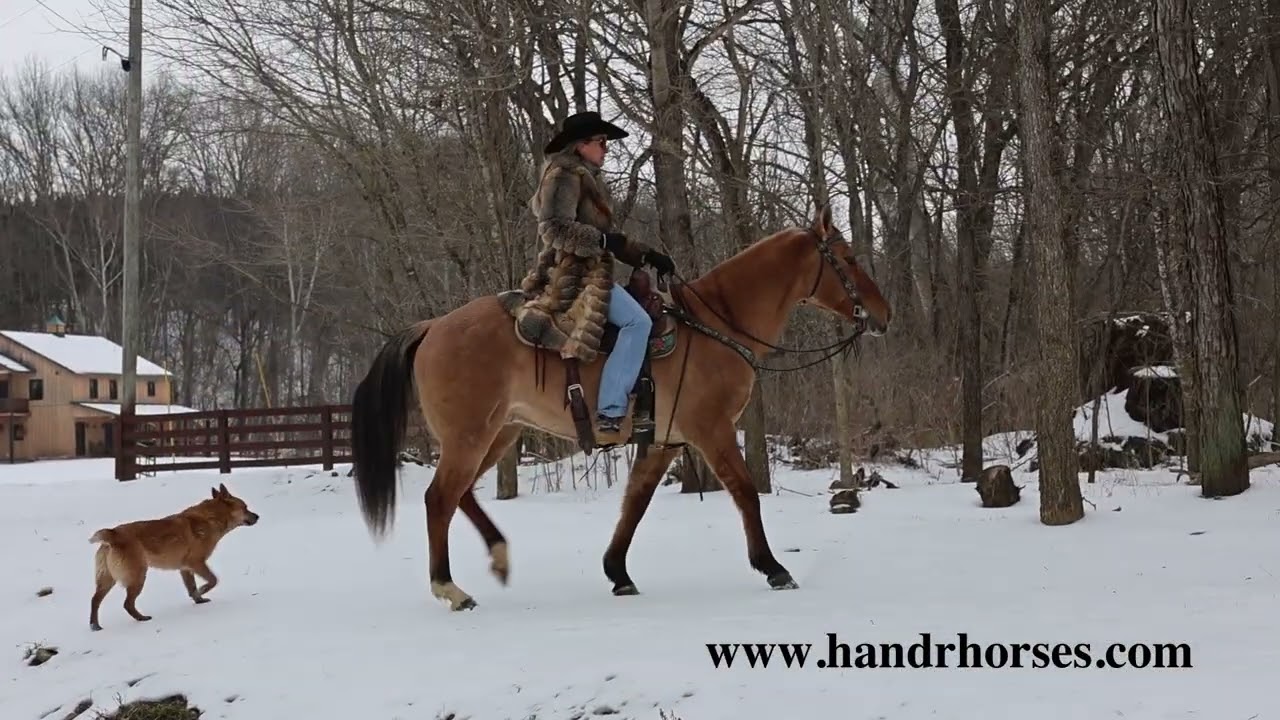 ANYONE CAN RIDE, SUPER WELL BROKE LINEBACK ROAN DUN GELDING, SAFE