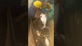 The Best Fish Action from This Week | Massive Net