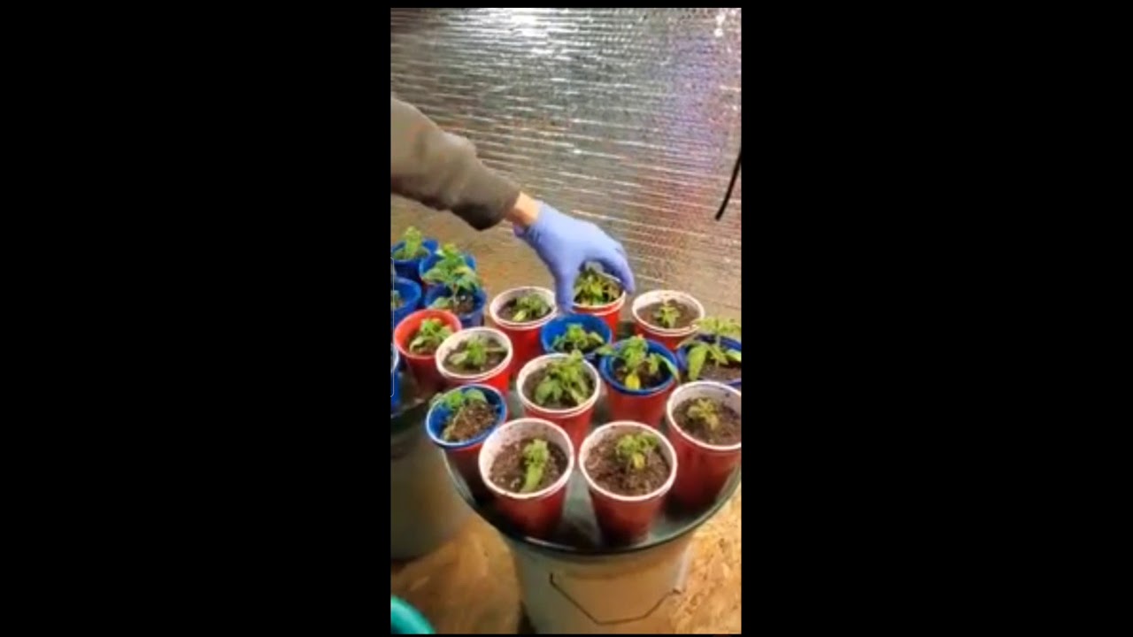 How to feed your 2021 marijuana sprouts With microbes Also how to make roots grow quicker