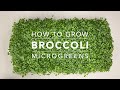 How to grow broccoli microgreens