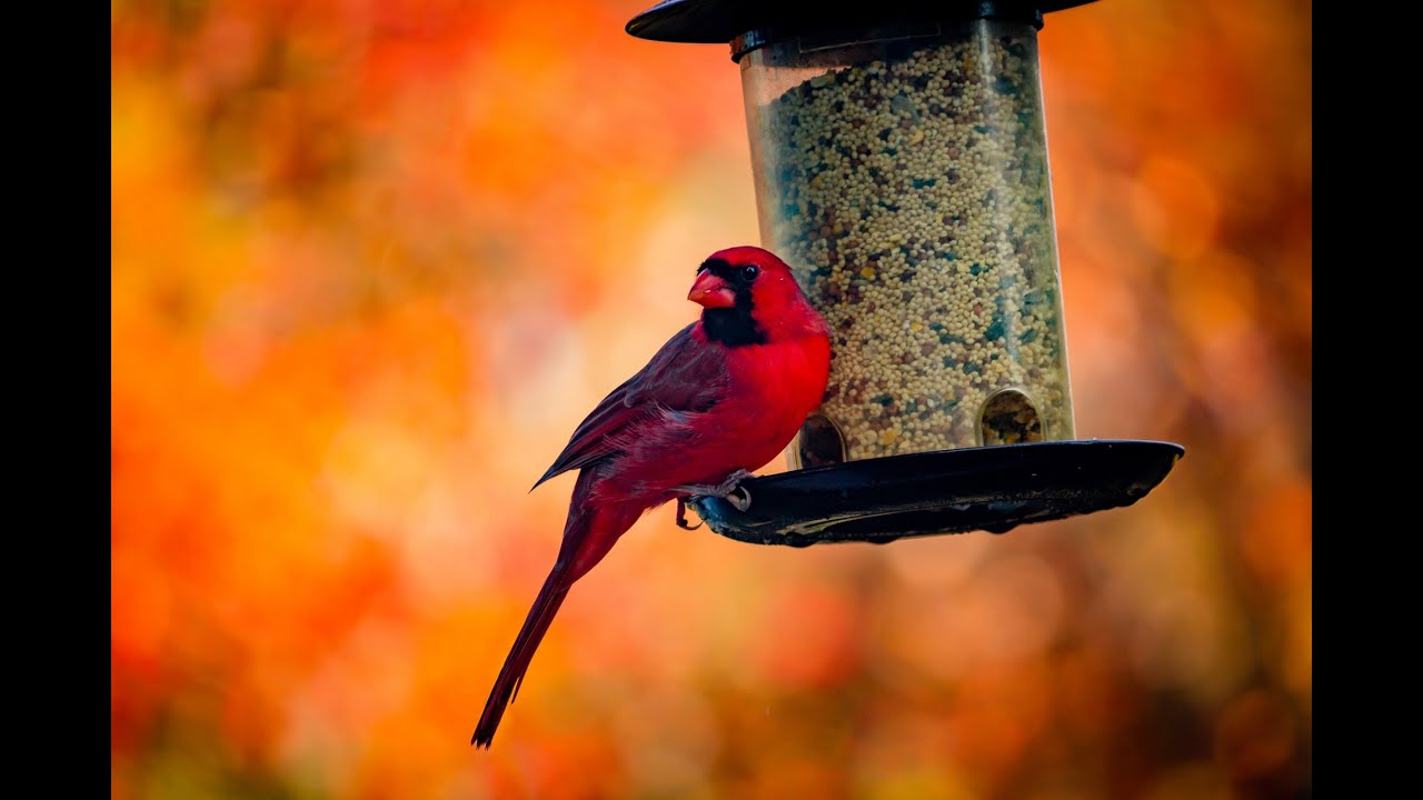 Identify backyard birds of Massachusetts! YouTube