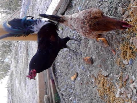 Gallo caballo de guerra de pelea. Game warhorse rooster - YouTube