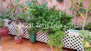 أسرار وخبايا زراعة الاسطح. Secrets and mysteries of rooftop cultivation.