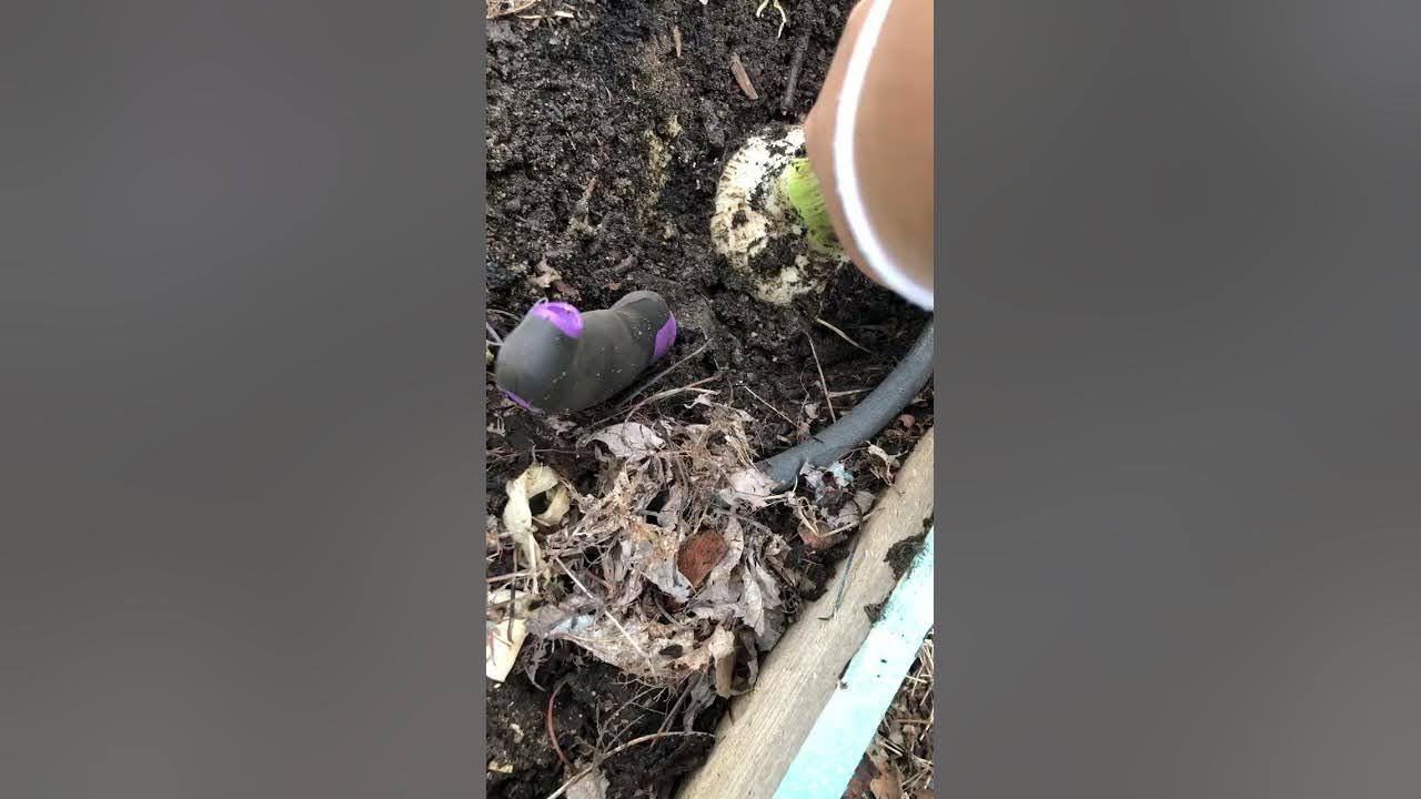 Harvesting Elephant Garlic After 1 Season Listen 6 3 2024 8b YouTube harvesting-elephant-garlic-after-1-season-listen-6-3-2024-8b-youtube