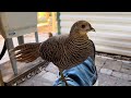 Golden pheasant,