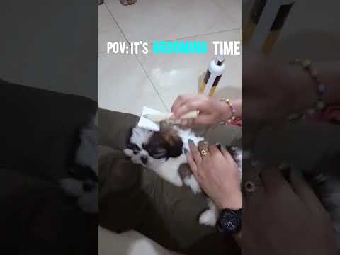 Shih Tzu’s Grooming