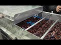New Dates Washing Drying Processing Line