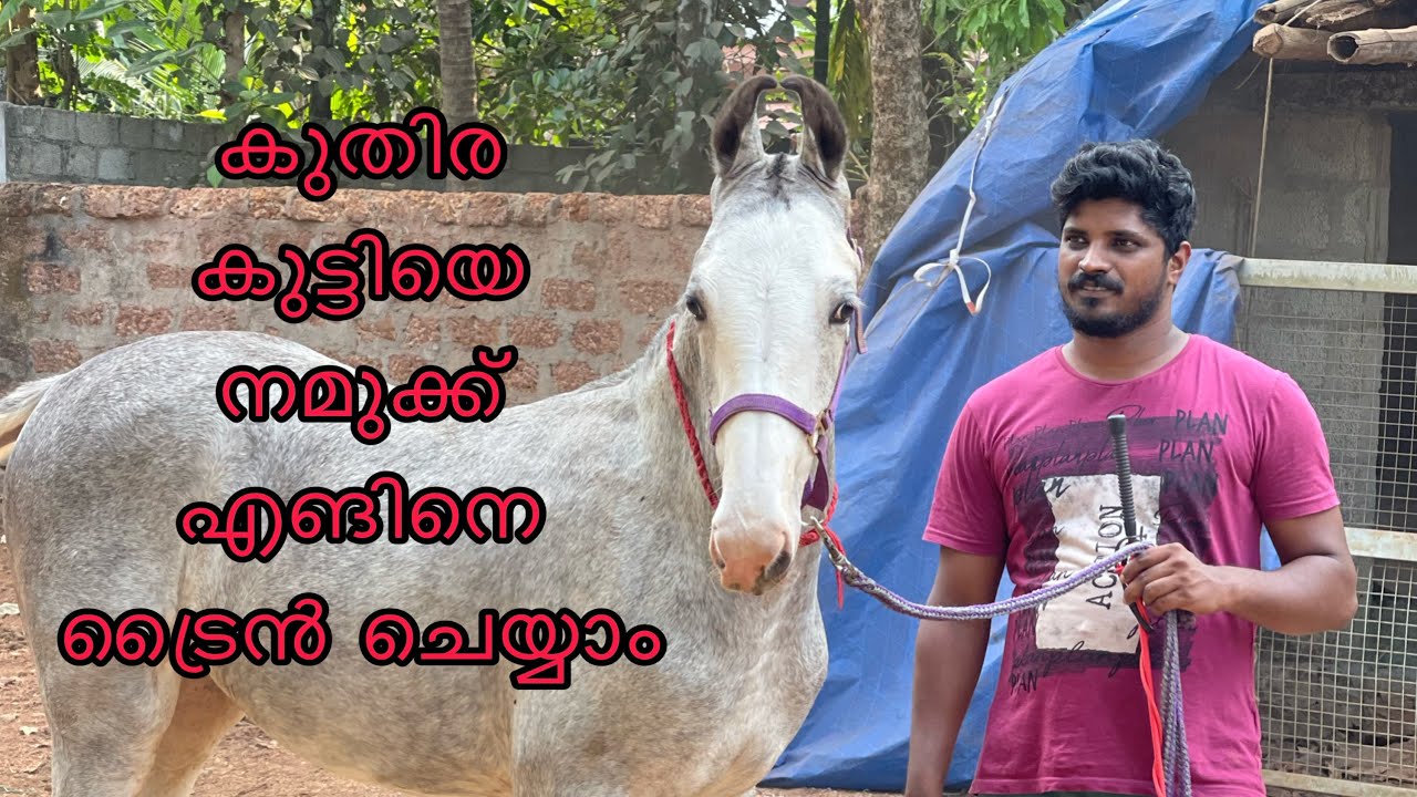 കുതിര കുട്ടിയെ നമുക്ക് എങിനെ ട്രൈന്‍ ചെയ്യാം