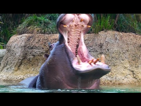 Video: Wo werden Nilpferde geboren? Werden Nilpferde unter Wasser geboren?