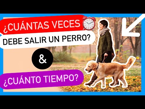 Video: 3 consejos para aprovechar al máximo el paseo de tu perro