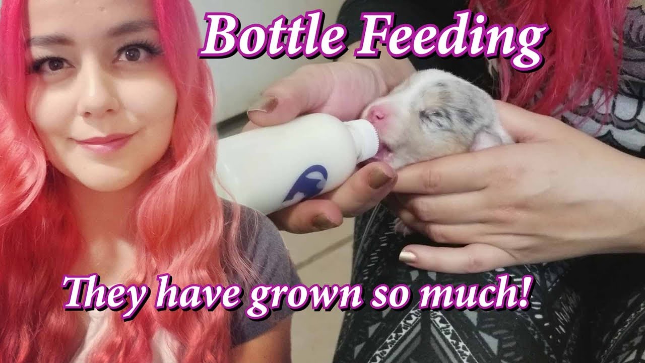 Puppy Vlogmas 7 | Bottle Feeding and 1 Week Updates!