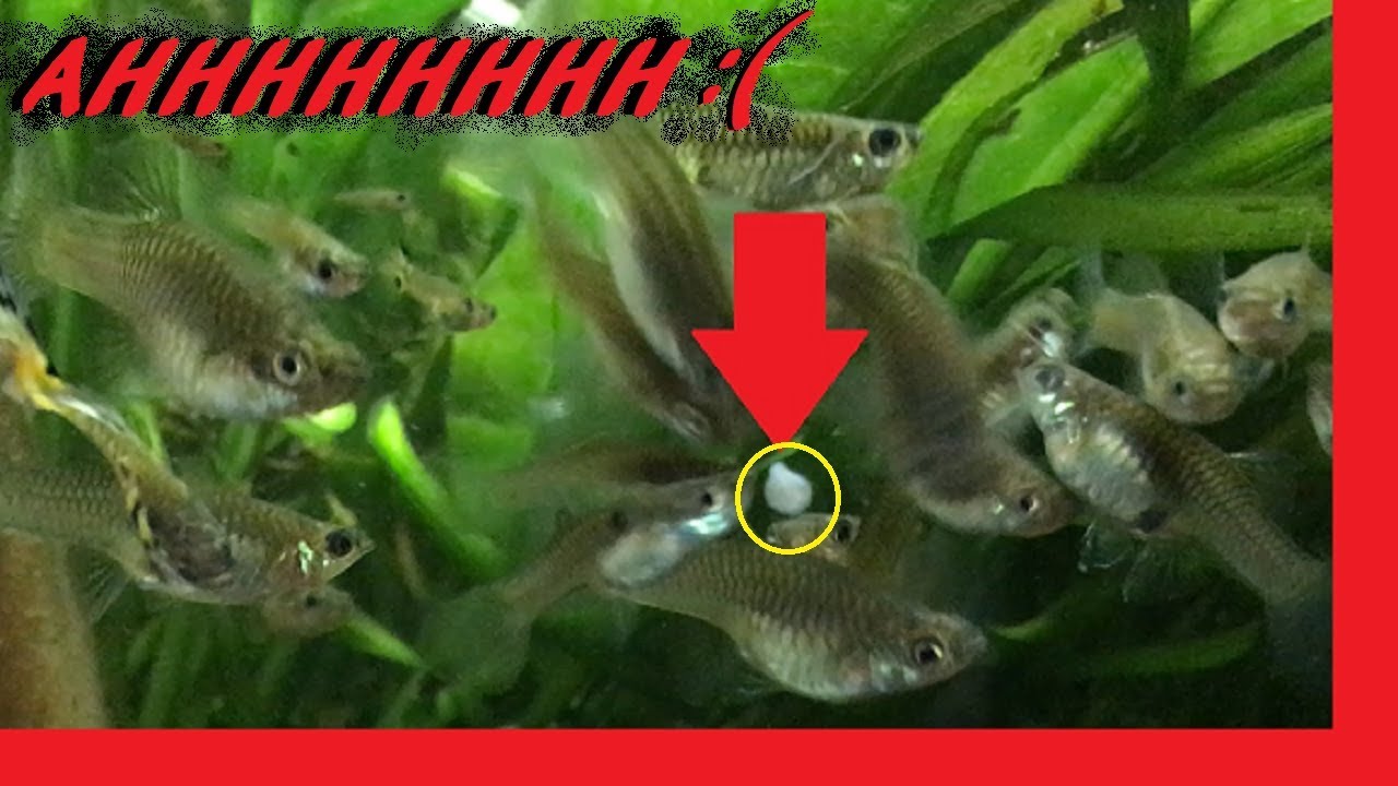 Planaria In Aaquarium ???