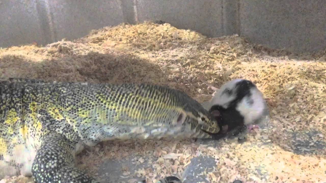 Brutal Nile monitor feeding