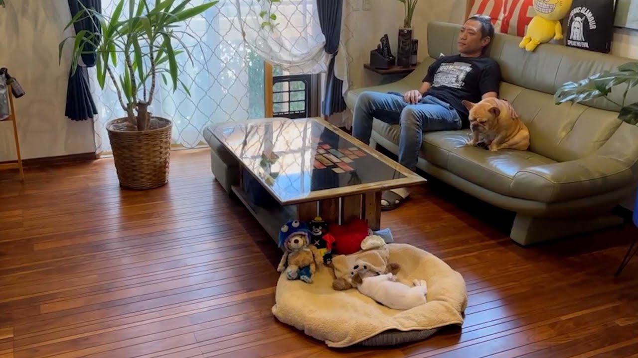 【ラブちゃんお風呂🛀】はなわとラブちゃん&モモちゃんのいつもの日常☀️お庭で遊んだ後はお風呂でさっぱり🐕 #ジャックラッセルテリア #フレンチブルドッグ