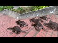 Army of otters appears out of nowhere