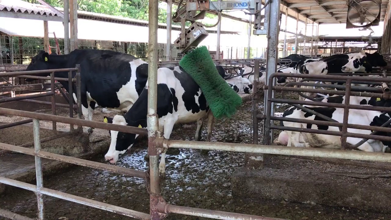 japapnese cow getting a massage YouTube