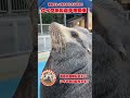 ケイタ激似選手権開催！【カリフォルニアアシカ】