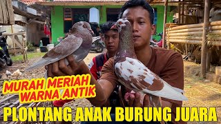 MERPATI SUPER KEREN MURAH ANAKAN BURUNG JUARA