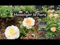 Moonlight in Paris Rose in Full Spring Bloom | Soft, Romantic & Unreal