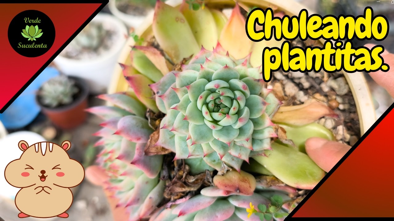 Trabajando con las plantitas y platicando en lo que el clima sigue cambie y cambie. 😅