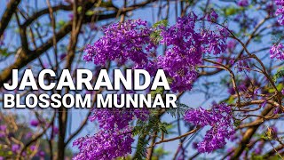 Jacaranda Blossom at Munnar | Jacaranda Mimosifolia | Seeroo Vlogs