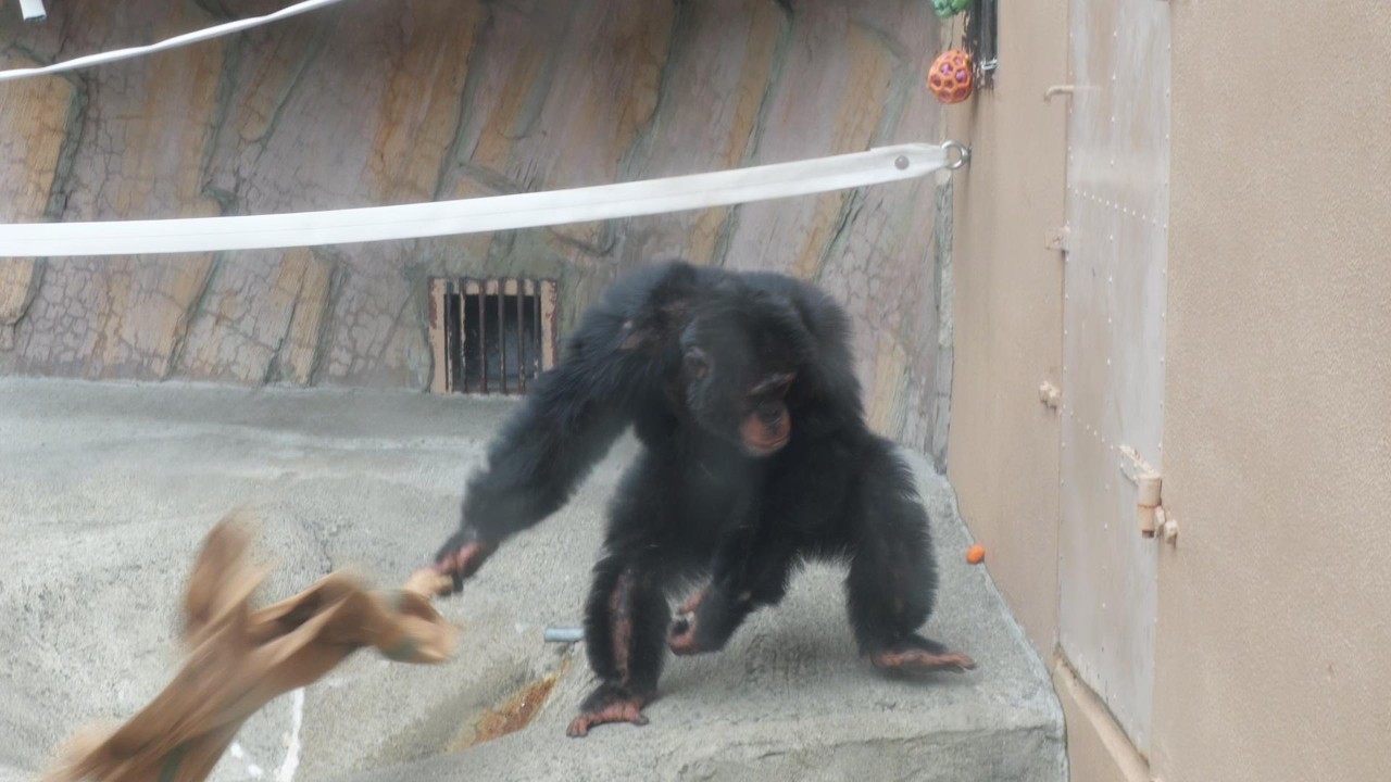 山猿 New chimpanzee enclosure are scheduled to be completed in about