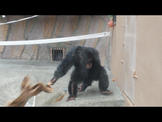 New chimpanzee enclosure are scheduled to be completed in about