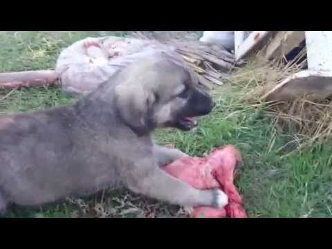 Yavru Kangal Yal Nasil Yapilir Mp3 Mp4 Indir Dur