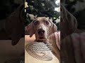 Si el amor pudiera salvarlos serían eternos 💫🥹 #dogshorts #weimaraner #amorperruno #dogslife