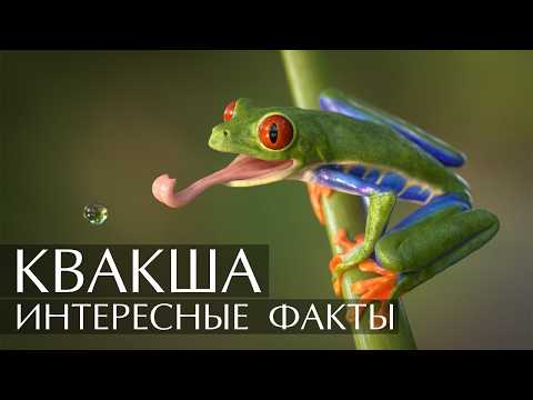 Квакша (Древесная лягушка) - интересные факты