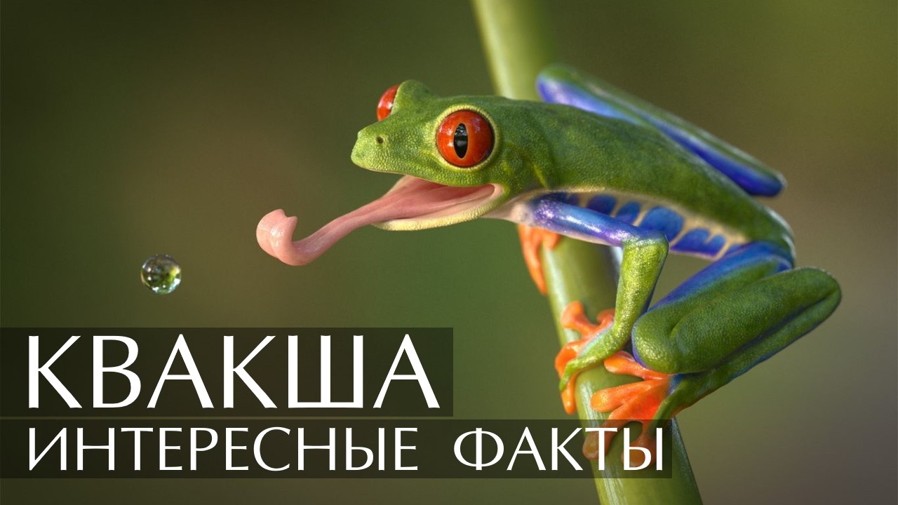 Квакша (Древесная лягушка) - интересные факты