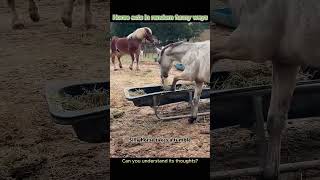 Does whatever it wants, zero reasoning#SillyHorse #FarmFun