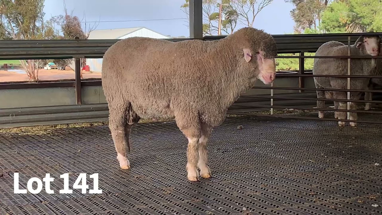 Glenlea Park 2021 Lot 141 YouTube