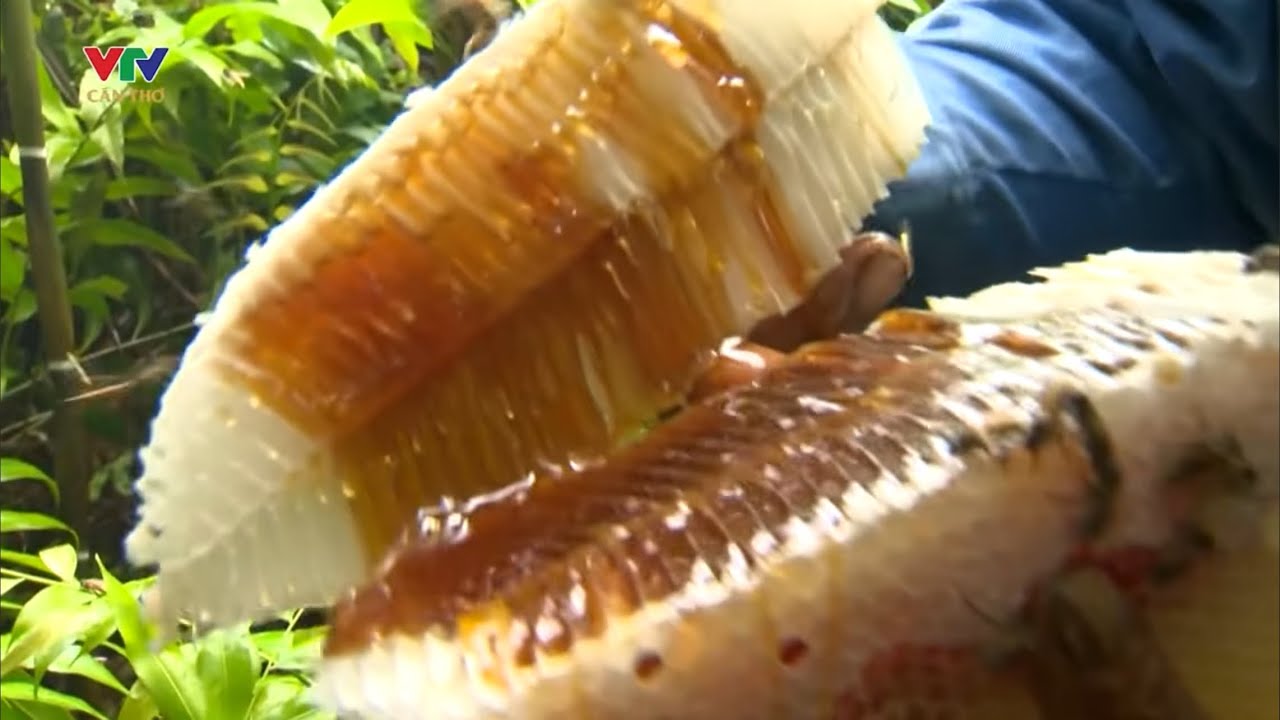 NGHỀ GÁC KÈO ONG RỪNG U MINH HẠ