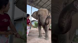 ฝึกน้องเมตตา สวัสดีค่ะ Training Nong Metta. Hello #มาแรง #ช้างแสนรู้ #Elephant