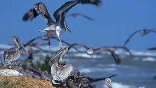 Breton National Wildlife Refuge | Wikipedia audio article